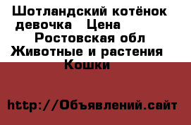 Шотландский котёнок  девочка › Цена ­ 1 800 - Ростовская обл. Животные и растения » Кошки   